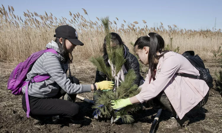 3 Girls Planting Trees