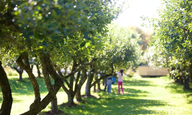 Markham Museum Apple Orchard